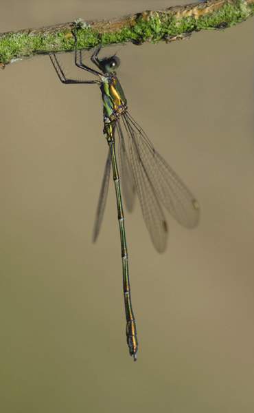 Willow emerald damselfly.jpg